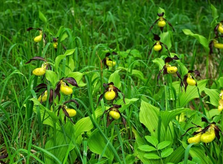 Yellow lady's slipper orchid, Cypripedium calceolus, yellow lady's slipper, yellow lady's slipper
