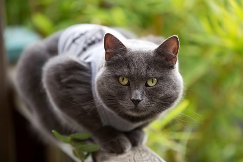 Cat sitting on veranda railing, 2021