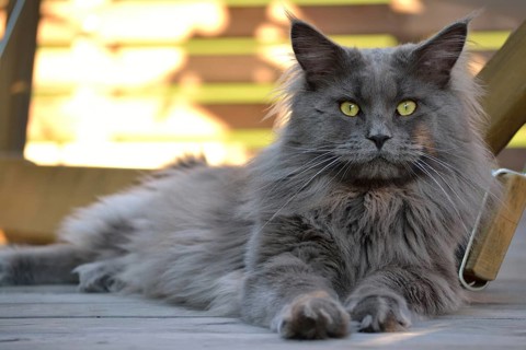 A grey Maine coon lies comfortably on the floor