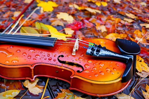 Violin lying on red and yellow autumn leaves under the rain