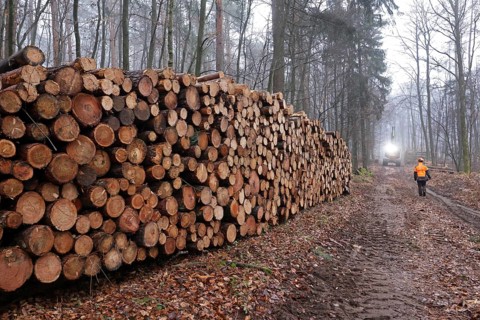 Deforested tree trunks