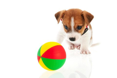 Jack Russel puppy dog with colorful ball isolated over white background