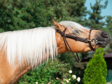 Portrait of beautiful palomino welsh pony