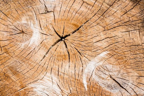 Annual rings on a tree trunk. Symbolic photo for age. Austria