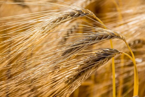 A field of barley waiting to be harvested. Symbolic photo for agriculture and healthy nutrition.