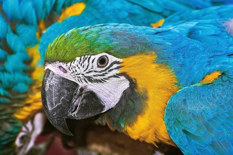 Portrait of the Macaw Parrot with Blue Plumage Varna, Bulgaria, Europe