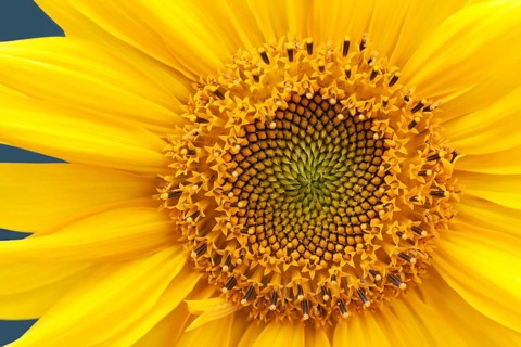 Single yellow nature color sunflower summer flower