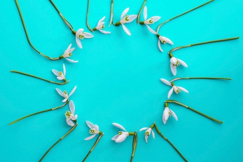 Flat lay composition with snowdrop flowers on color background, copy space for text. Circle made of