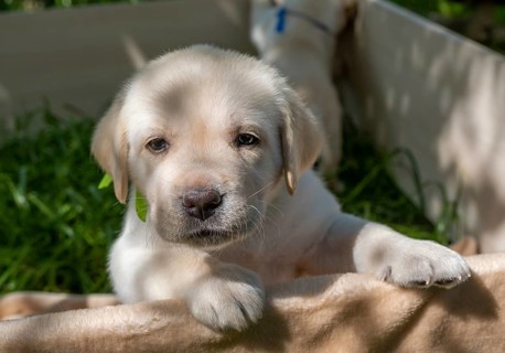 Labrador puppy portrait, beautiful little dog