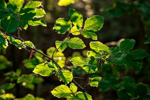 Sunlight illuminates the green leaves of a beech tree (Fagus) and emphasises its fine details,