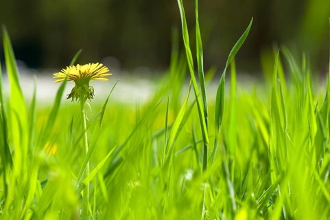 Yellow wild Dandelions in the high nature grass