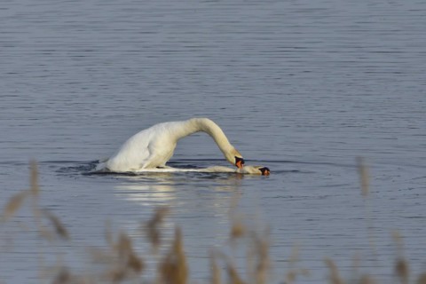 Mute Swan (Mating Pair), Mute Swan (Pair courting)
