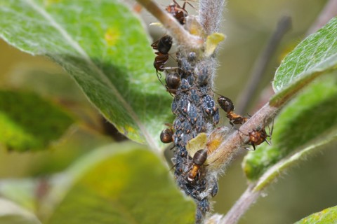 Ants and Aphids on a plant