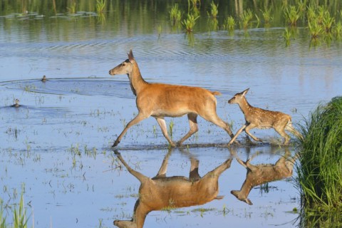 Red deer in Lusatia, near Foerstgen. Red deer with calf. Red Deer Cervus elaphus Germany, Germany,