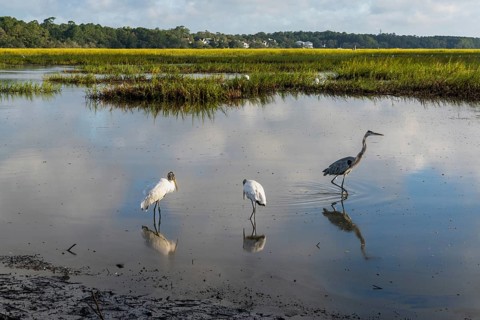 Two wood storks and a great heron in the tidal waters and marshlands of Huntington Beach State Park