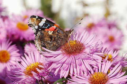 A red admiral butterfly (Vanessa atalanta, red admirable) on a cultivar of the New England aster