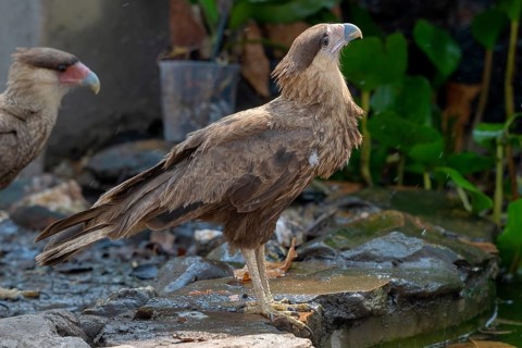 Crested caracara (Caracara plancus), backlight, Pantanal, inland, wetland, UNESCO Biosphere