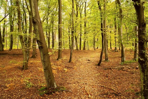 Beech forest in the fall. Green and colored leaves. Orange-brown leaves on the forest floor. Forest