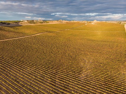 Field of vines, Aranda de Duero, Burgos province, Spain, Europe