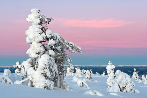 Landscape with snow covered trees in polar forest under sunset
