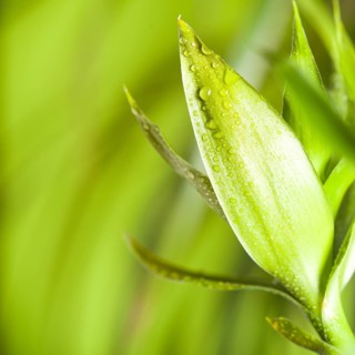 Green bamboo over background, spa concept