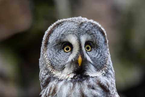 Bearded owl, Strix nebulosa, great grey owl