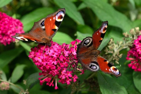 Two peacock butterflies (Aglais io) on the same flower of the summer lilac (buddleja davidii)