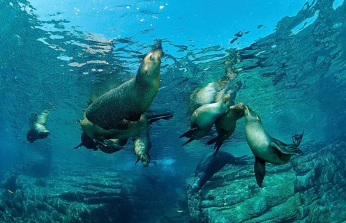 California sea lion, Zalophus californianus, Mexico, Lake Cortez, Lower California, La Paz, Central