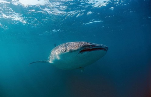 Whale shark, Rhincodon thypus, Kenya, East Africa, Africa, Indian Ocean, Africa