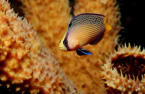 Magnificent dwarf perch, Pseudochromis splendens, Indonesia, Wakatobi Dive Resort, Sulawesi, Indian