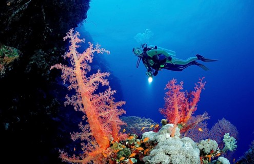 Diver and colourful coral reef, Egypt, Africa, Elphinstone Reef, Red Sea, Africa