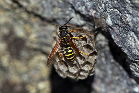 Mountain field wasp (Polistes biglumis), animals, insects, wasp, wasps, field wasp, wasps,