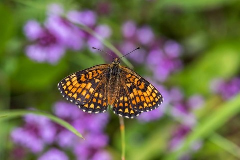 Quail Wheat Fritillary (Melitaea athalia)