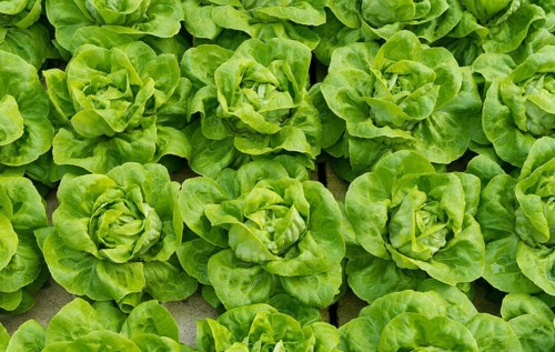 Lettuce ready to harvest in a commercial greenhouse in the netherlands