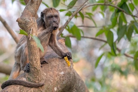 Black howler (Alouatta), juvenile, Pantanal, inland, wetland, UNESCO Biosphere Reserve, World