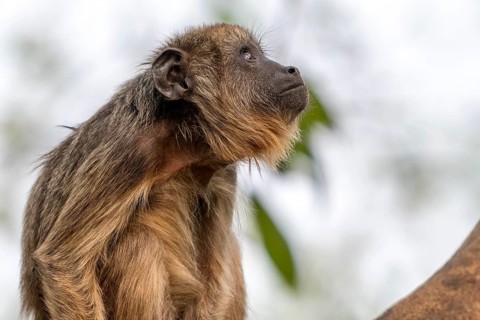 Black howler (Alouatta), juvenile, animal portrait, Pantanal, inland, wetland, UNESCO Biosphere