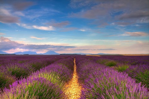 Endless lavender fields on the Valensole plateau, Provence, France, Europe