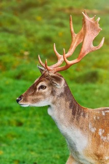Portrait of a Deer with Nice Antlers Obermaiselstein, Germany, Europe