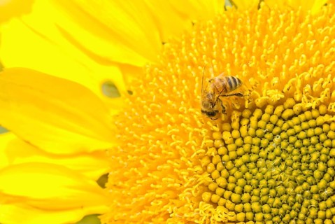 Working bee on the beautiful blossoming sunflower