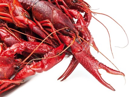 Red boiled crawfishes over the white background