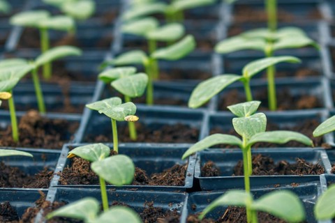 Cucumber Sprouts Greenhouse, Potted Cucumber. Sprouted Cucumber. Spring Seedlings