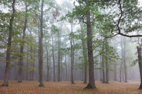 Forest in Legutiano, Alava, Spain, Europe