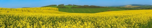 Landscape with yellow rapeseed cultures and green hills, in the beautiful South Moravia region, in