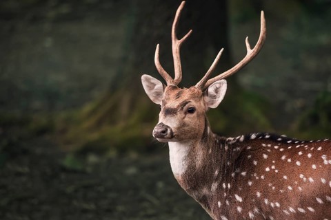 Portrait of a young male from the fallow deer, with long horns and white spots, in a dark forest