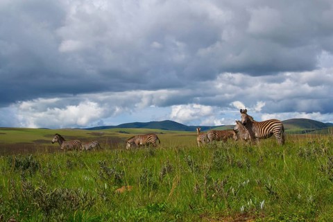 Herd of zebra's standing in the plains and nature of Nyika national park, Malawi, Africa, dramatic