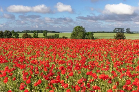Poppy field with poppies (Papaver rhoeas) near Heiligenhafen in Schleswig-Holstein Landscape with