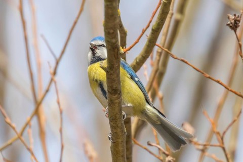 Blue tit on branch, Eurasian blue tit, (Cyanistes caeruleus)