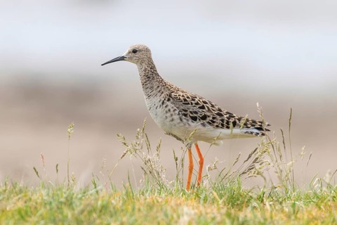 Ruff Bird (Philomachus pugnax) Ruff Wader Bird