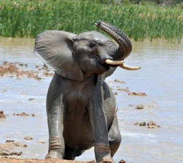 African Elephant swimming in the Addo Elephant National Park, South Africa, Africa