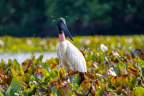 Close up of a Jabiru stork with horse flies around its head, standing in a lagoon with water